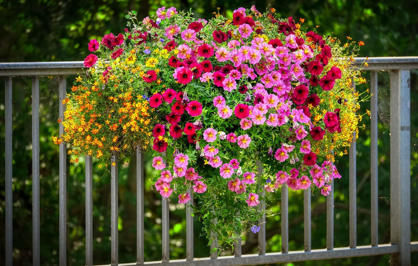 Photo wallpaper colorful, Petunia, on the fence