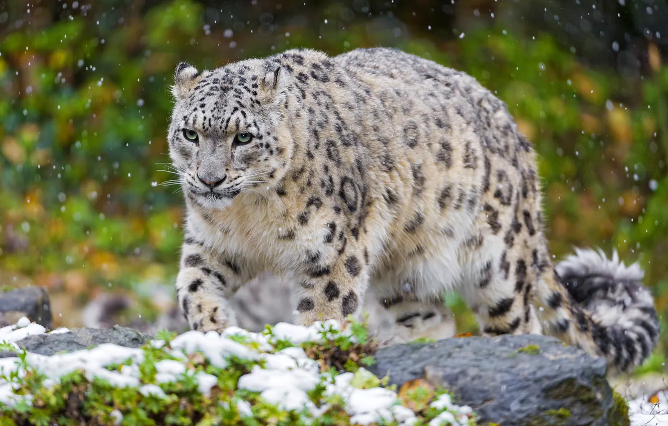 Photo wallpaper cat, snow, predator, IRBIS, snow leopard