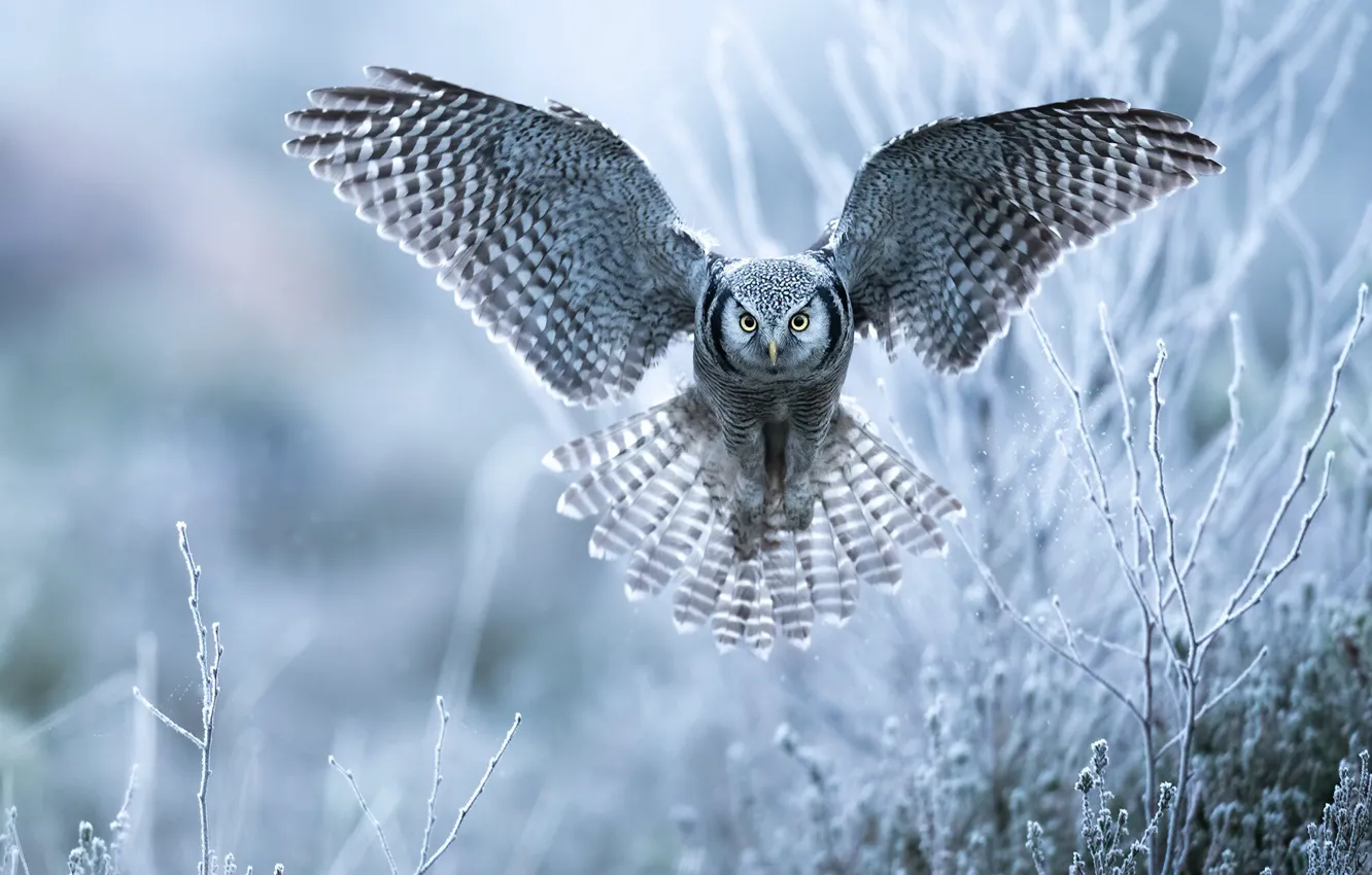 Photo wallpaper winter, frost, snow, flight, sprig, owl, bird, plant