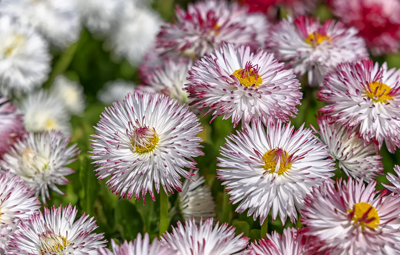 Photo wallpaper macro, flowers, a lot, Daisy, pink and white