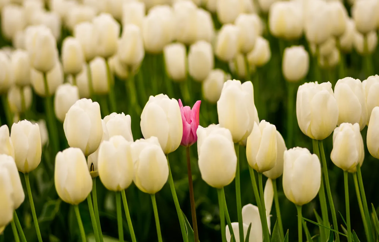 Photo wallpaper pink, flowers, tulips, white, bokeh, spring, flowerbed, buds