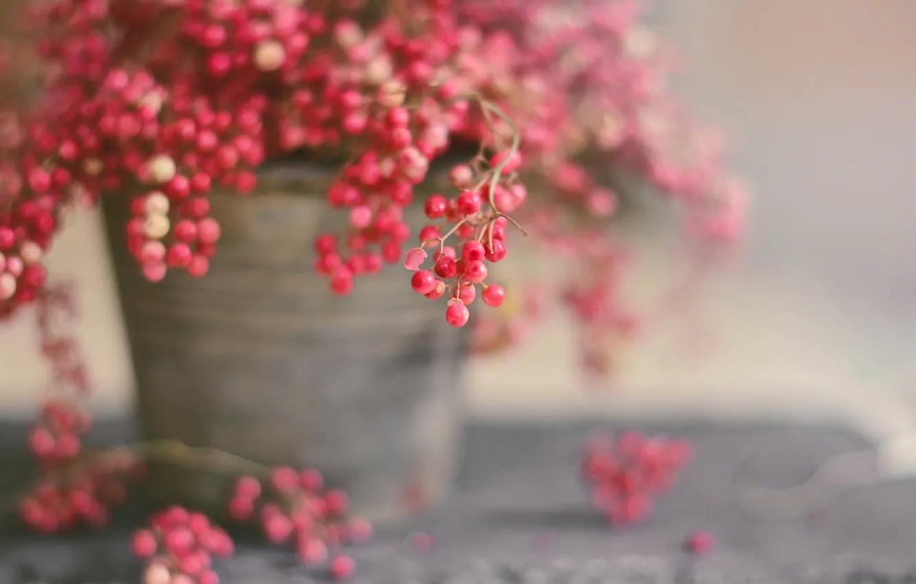 Photo wallpaper macro, berries, background