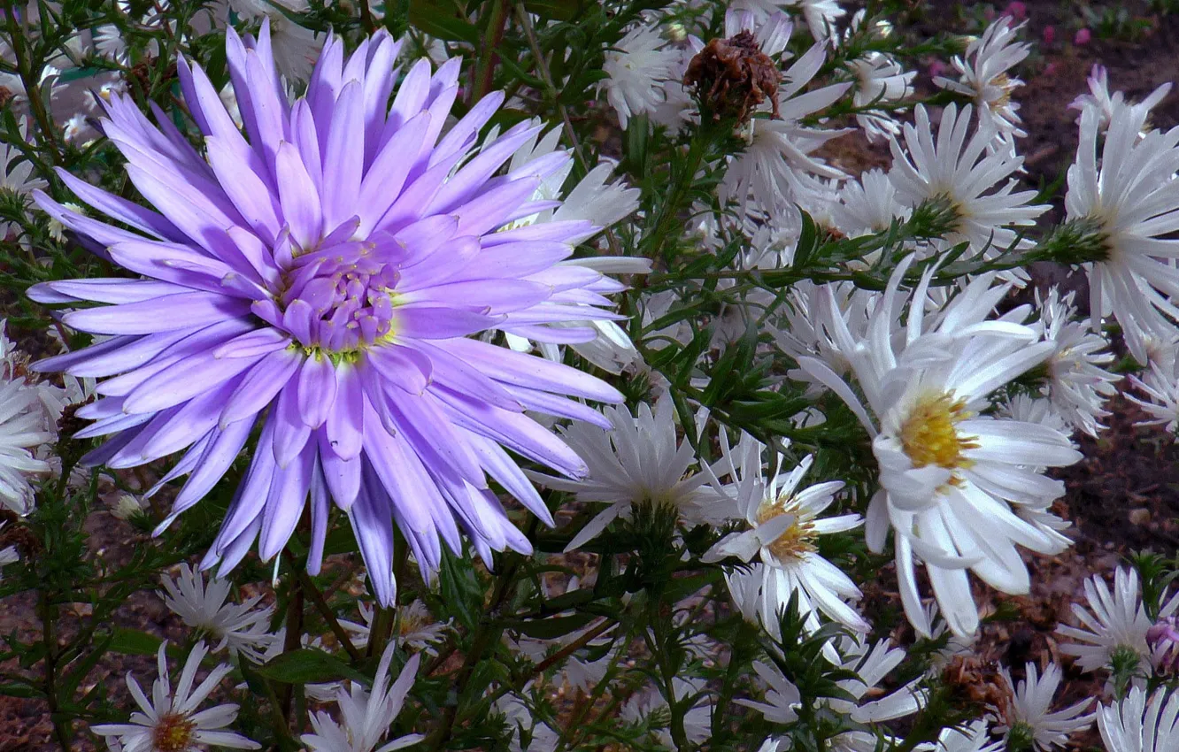 Photo wallpaper autumn, drops, chrysanthemum, asters