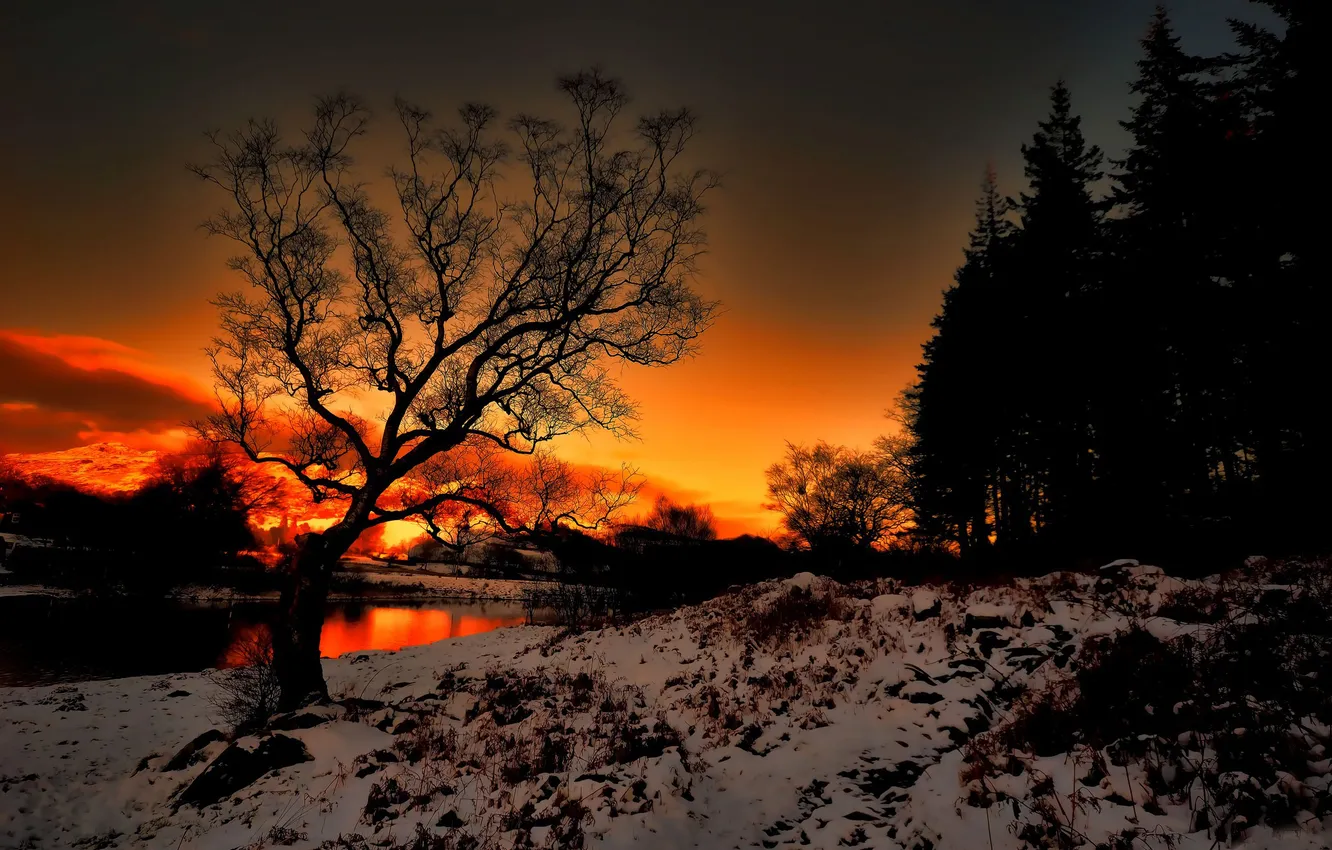 Photo wallpaper forest, the sky, trees, sunset, dawn, shore, shadow, silhouette