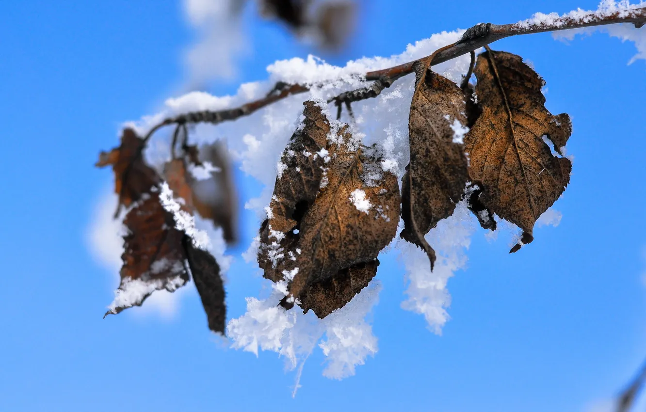 Photo wallpaper leaves, snow, branches, nature
