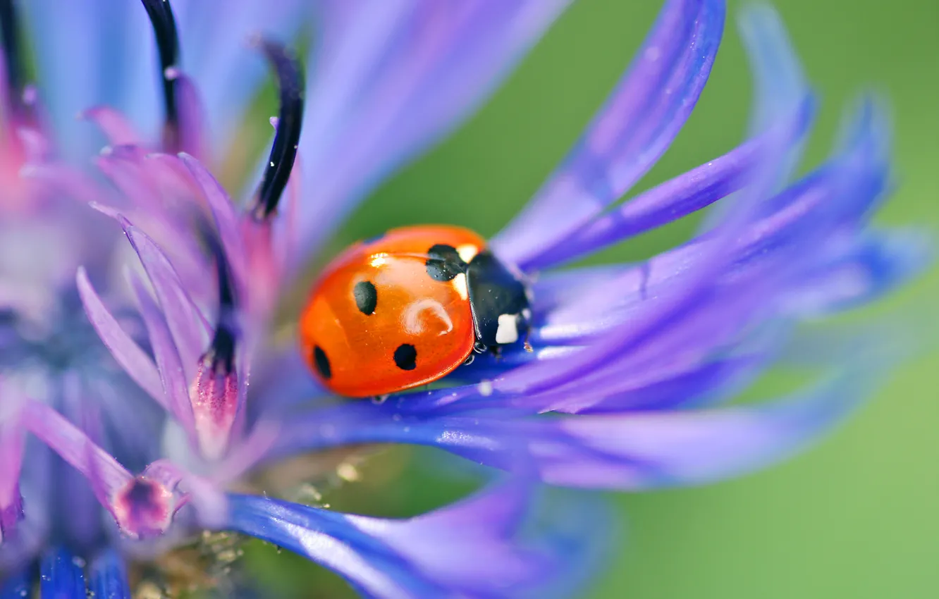 Photo wallpaper flower, macro, blue, nature, ladybug, beetle, petals, insect