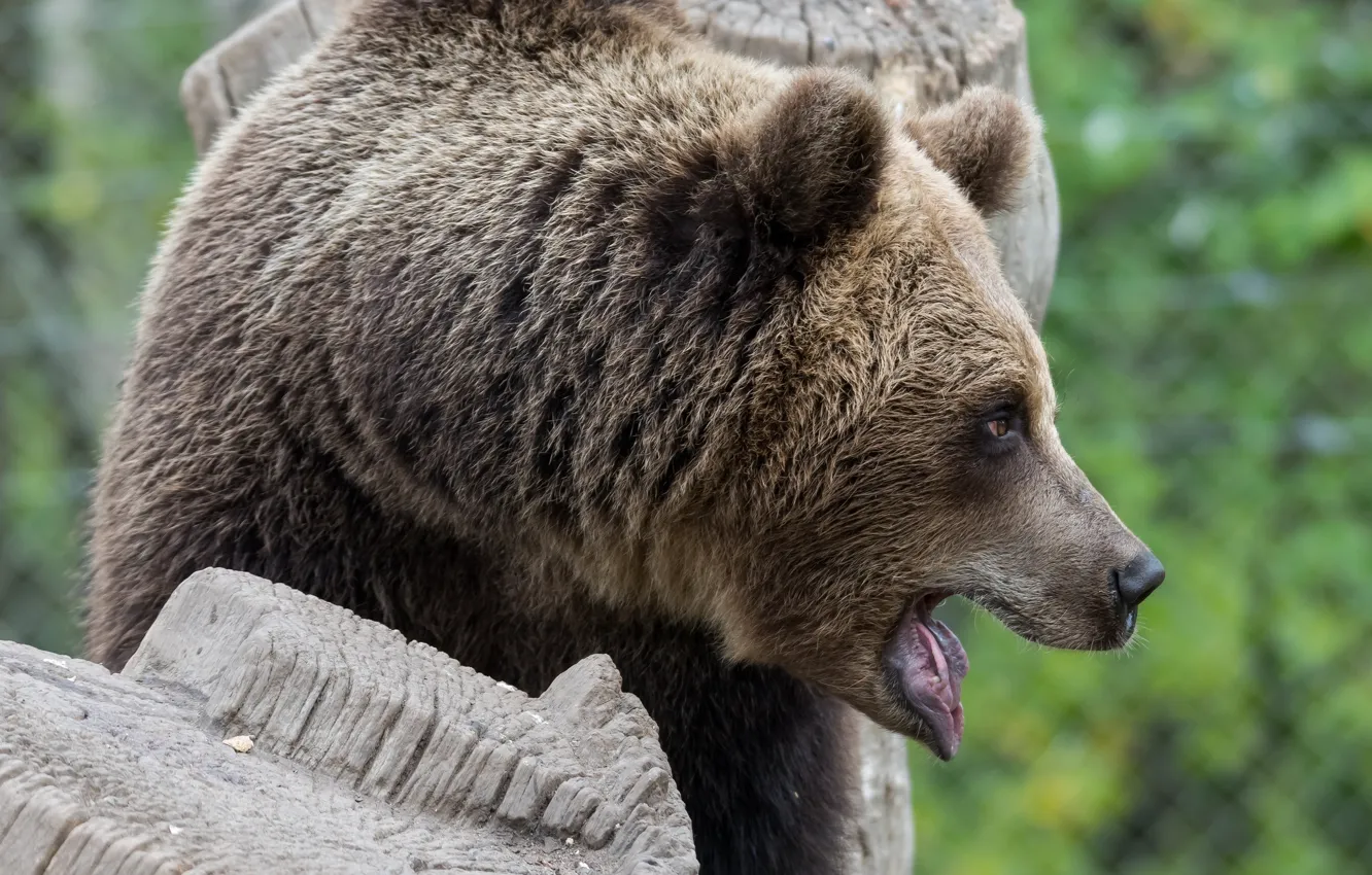 Photo wallpaper face, mouth, profile, brown bear
