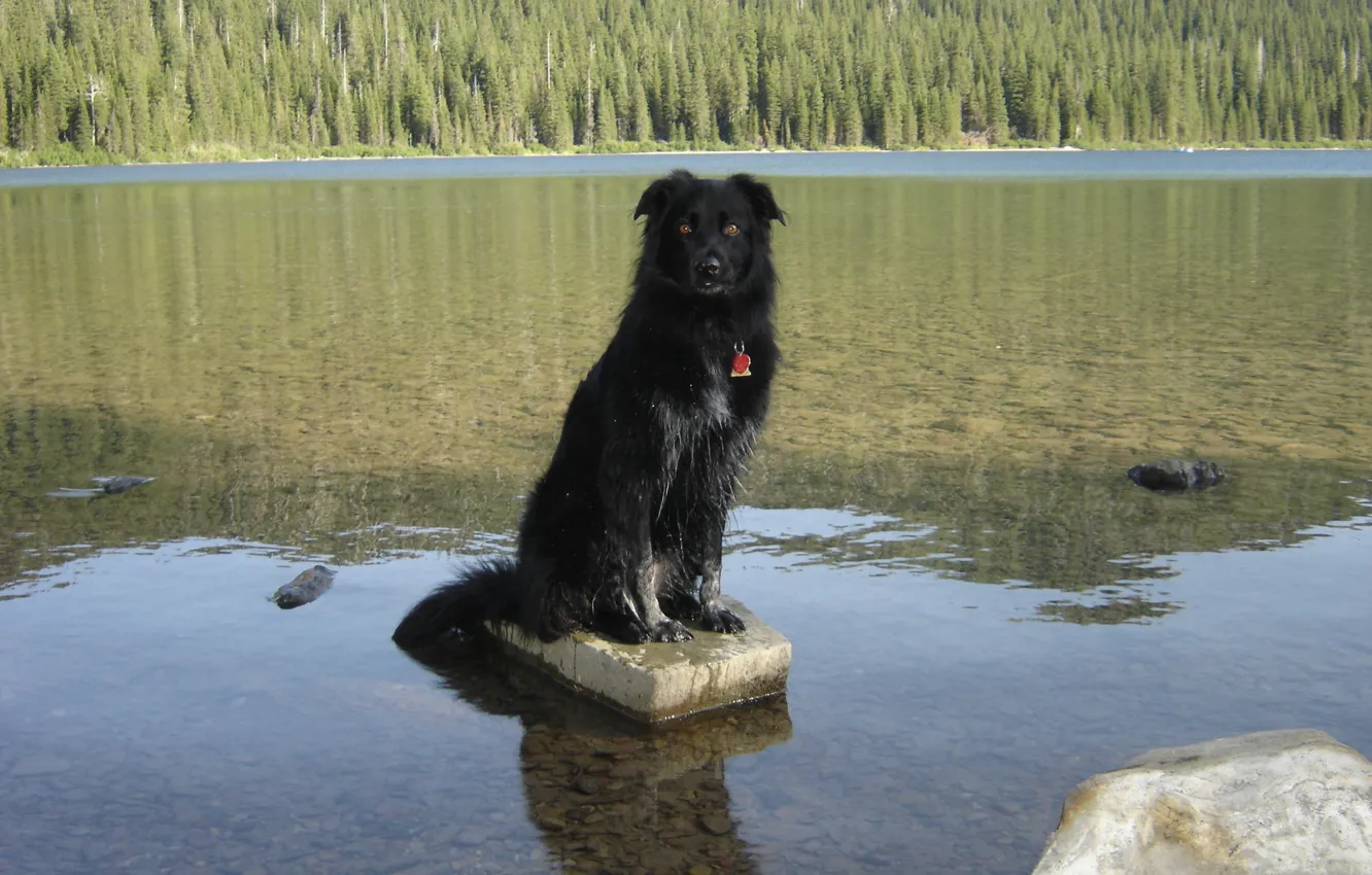 Photo wallpaper Alberta, Dog, Canada, Water, Scenery, Border Collie, Waterton, Cameron Lake