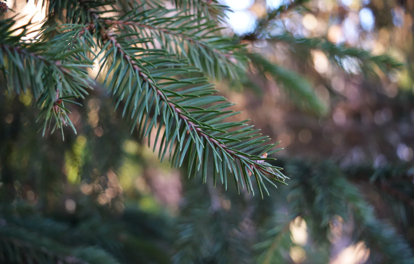 Photo wallpaper greens, forest, macro, green, sprig, tree, beauty, spruce
