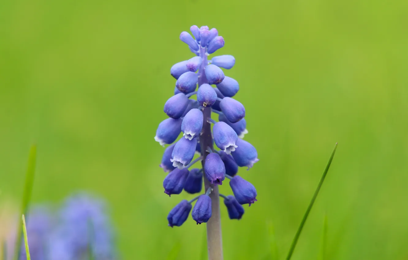 Photo wallpaper blue, flowers, Grape Hyacinths