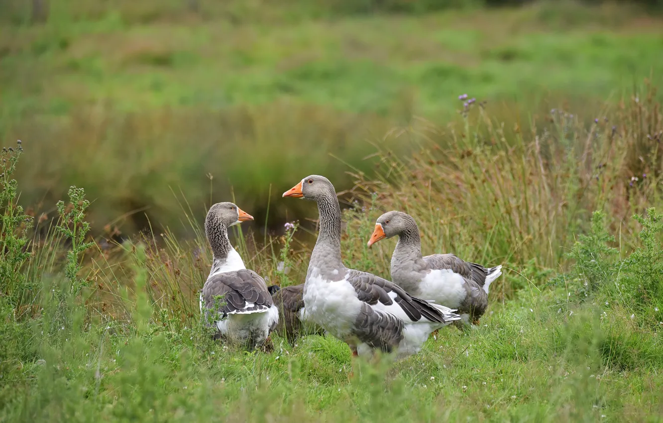 Photo wallpaper summer, grass, nature, bird, shore, trio, geese, grazing