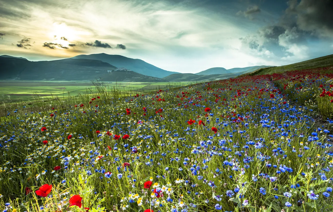 Photo wallpaper field, flowers, mountains, nature, Maki, chamomile, Italy, cornflowers