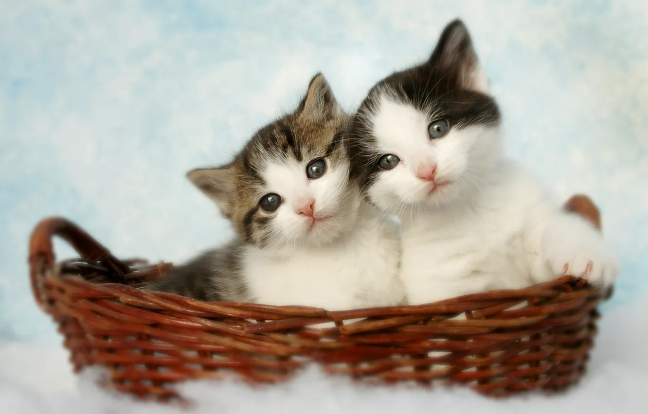 Photo wallpaper cat, look, pose, sweetheart, together, black and white, kitty, face