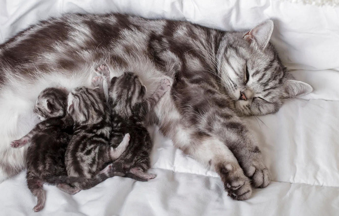 Photo wallpaper cat, kitty, mom