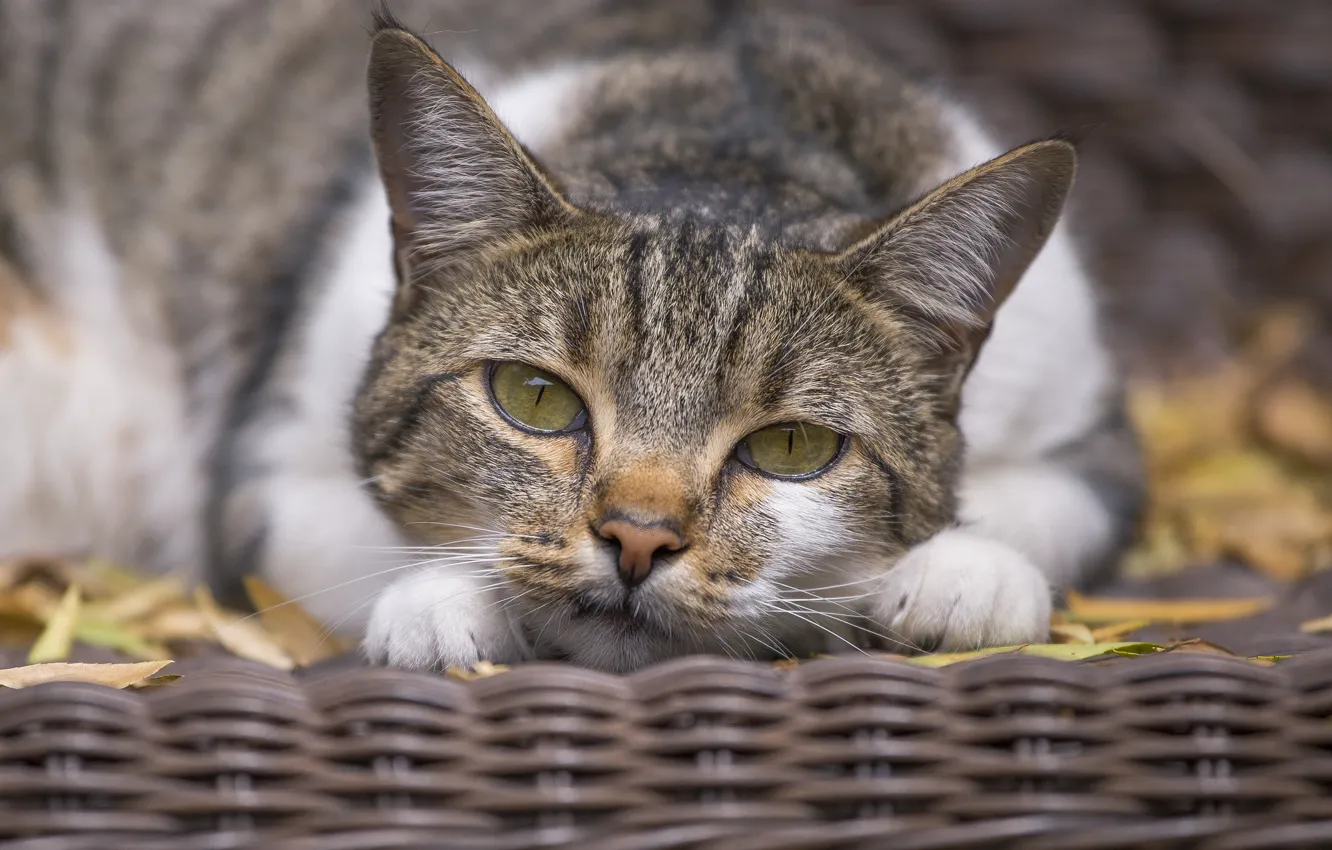 Photo wallpaper cat, cat, look, muzzle