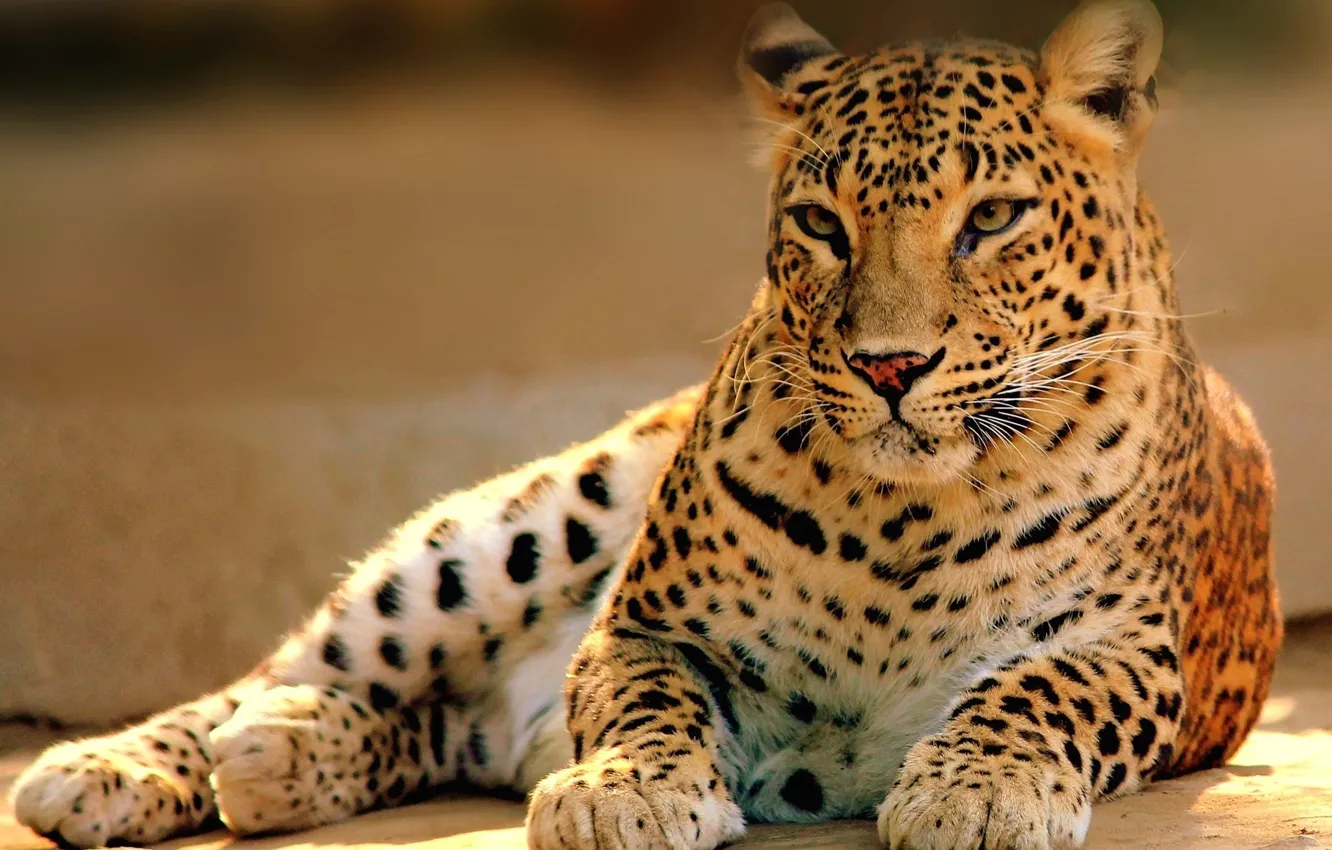 Photo wallpaper cat, predator, leopard, lies