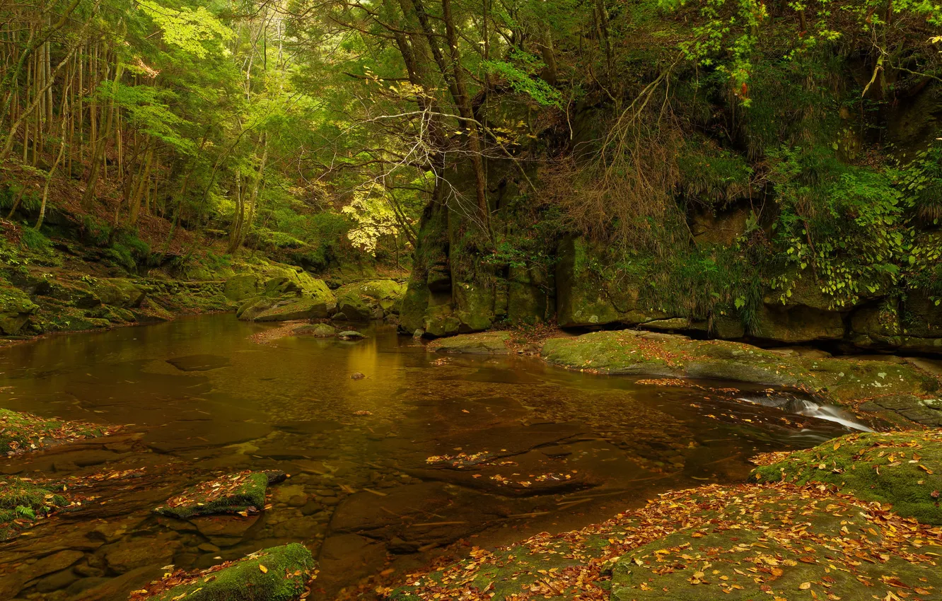 Photo wallpaper autumn, forest, leaves, trees, river, stream, stones, rocks