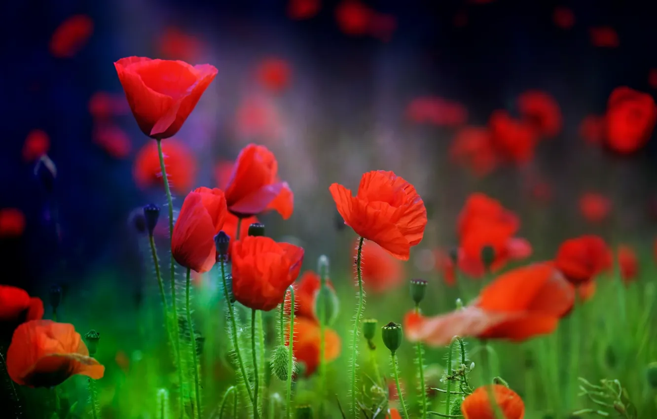 Photo wallpaper summer, nature, Maki