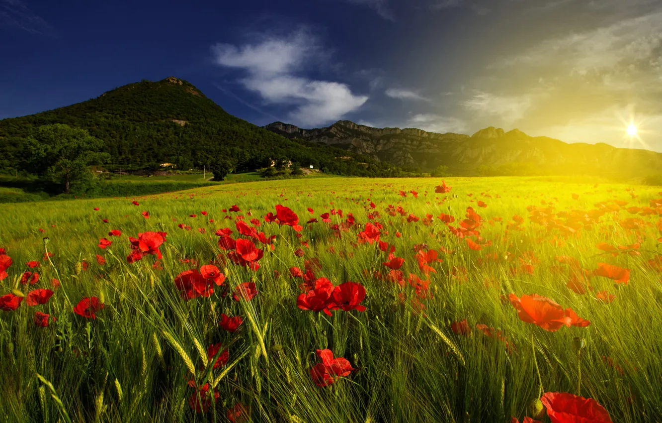 Photo wallpaper greens, field, summer, the sun, clouds, rays, light, sunset