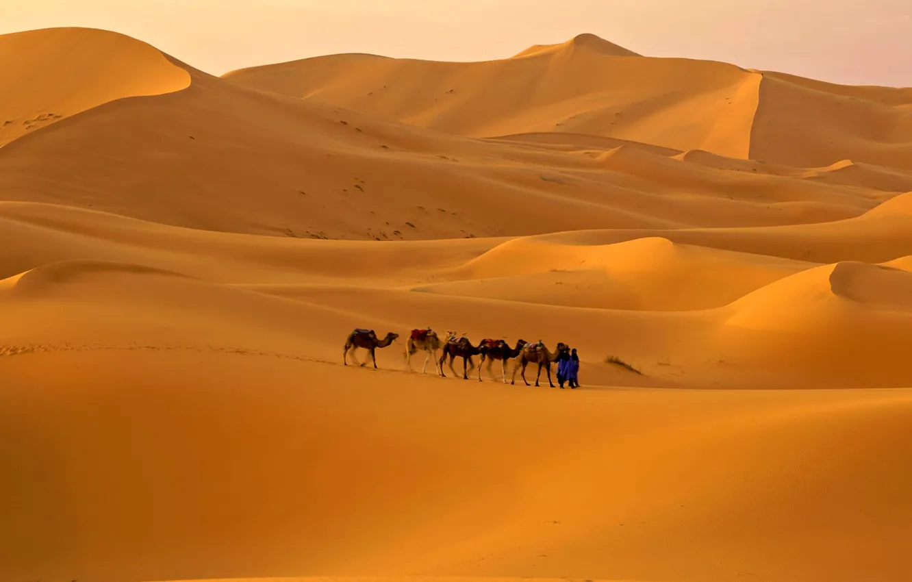 Photo wallpaper sand, the sky, desert, barkhan, camel, caravan