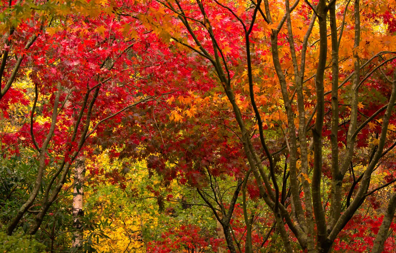 Photo wallpaper autumn, forest, leaves, trees, Park, colorful, forest, landscape