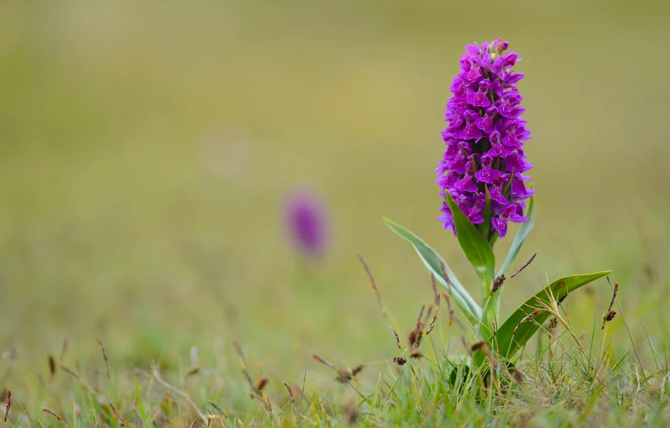 Photo wallpaper macro, bokeh, Orchid, Dactylorhiza