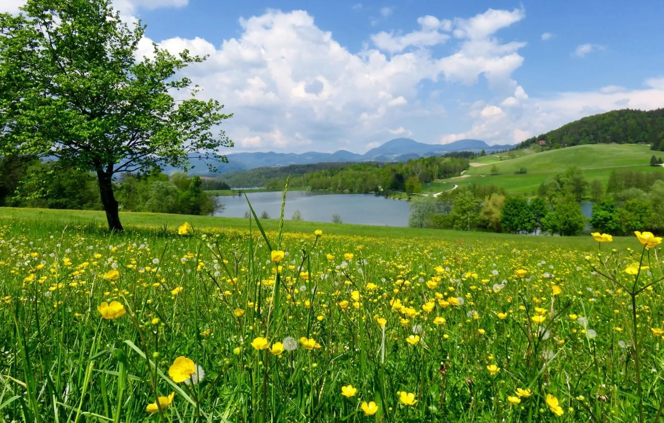 Photo wallpaper forest, the sky, grass, clouds, trees, landscape, flowers, mountains