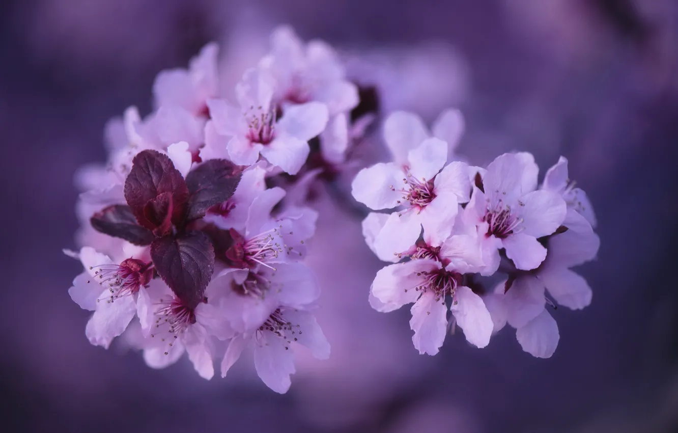 Photo wallpaper macro, flowers, branches, background, flowering, bokeh, drain