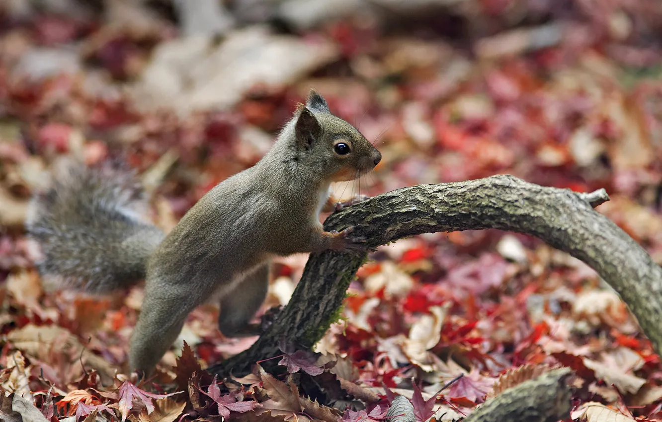 Photo wallpaper leaves, branch, protein, forest, autumn, Squirrel, beautiful nature wallpapers, autumn forest