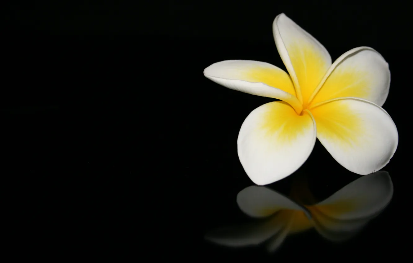 Photo wallpaper macro, flowers, reflection, black background, plumeria