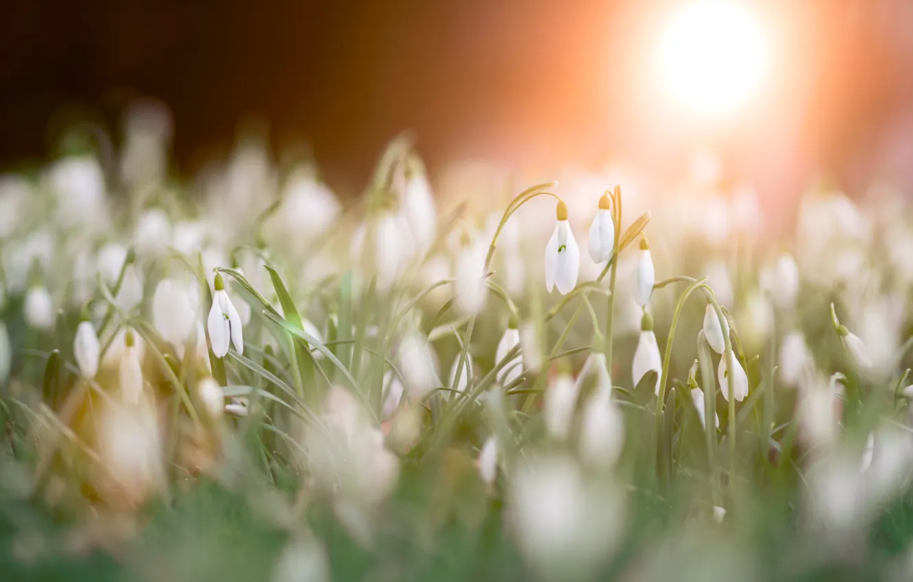 Photo wallpaper the sun, rays, light, flowers, fog, dawn, glade, blur