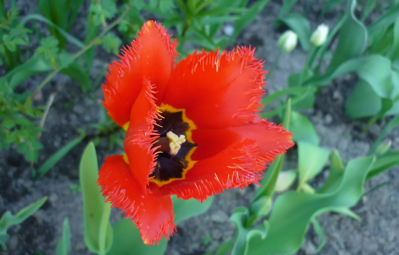 Photo wallpaper flowers, red, earth, leaf, spring, petals, tulips, buds