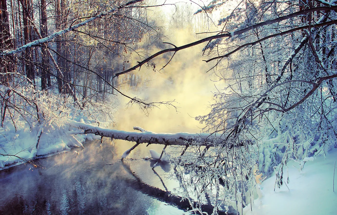 Photo wallpaper winter, snow, branches, lake, pair