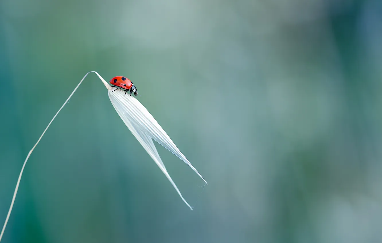 Photo wallpaper nature, background, ladybug
