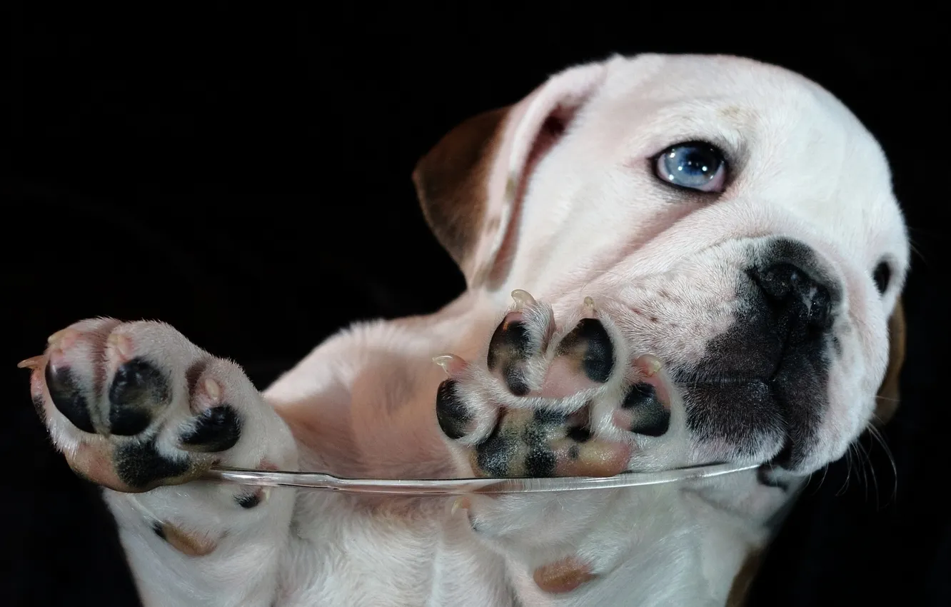 Photo wallpaper paws, puppy, bulldog