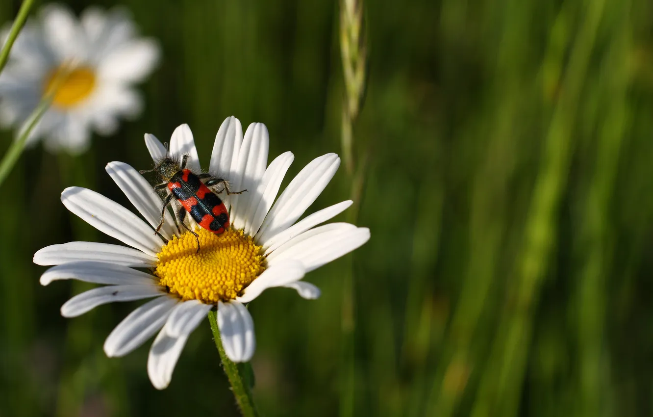 Photo wallpaper flowers, chamomile, beetle