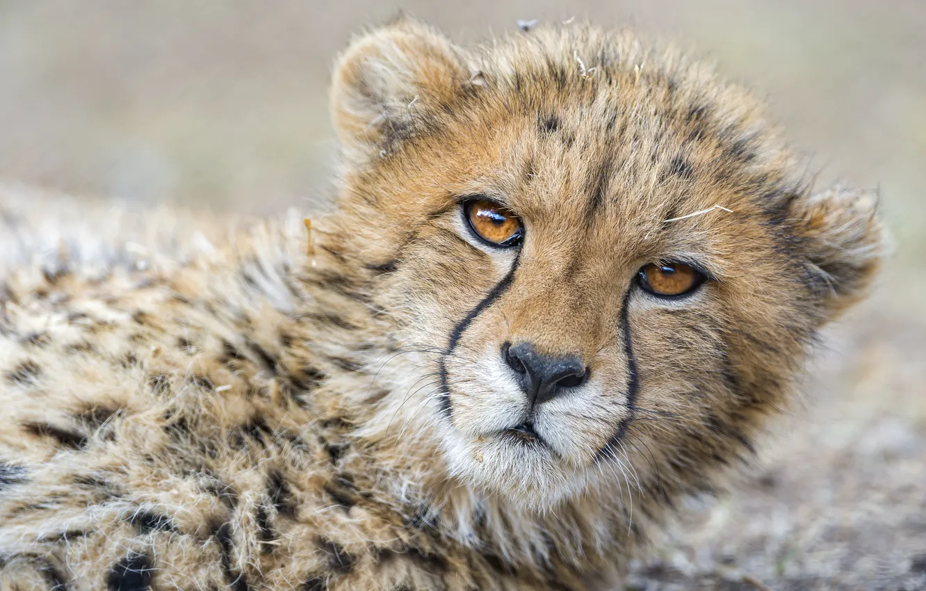Photo wallpaper cat, face, Cheetah, cub, ©Tambako The Jaguar
