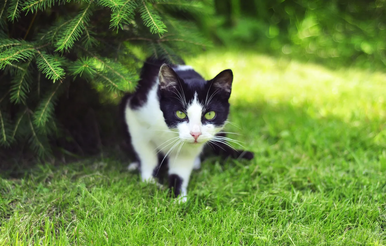 Photo wallpaper grass, cat, look, spruce