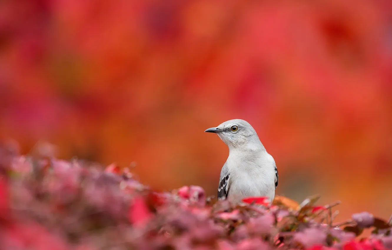 Photo wallpaper nature, background, bird