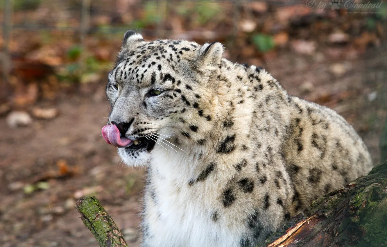 Photo wallpaper language, cat, IRBIS, snow leopard
