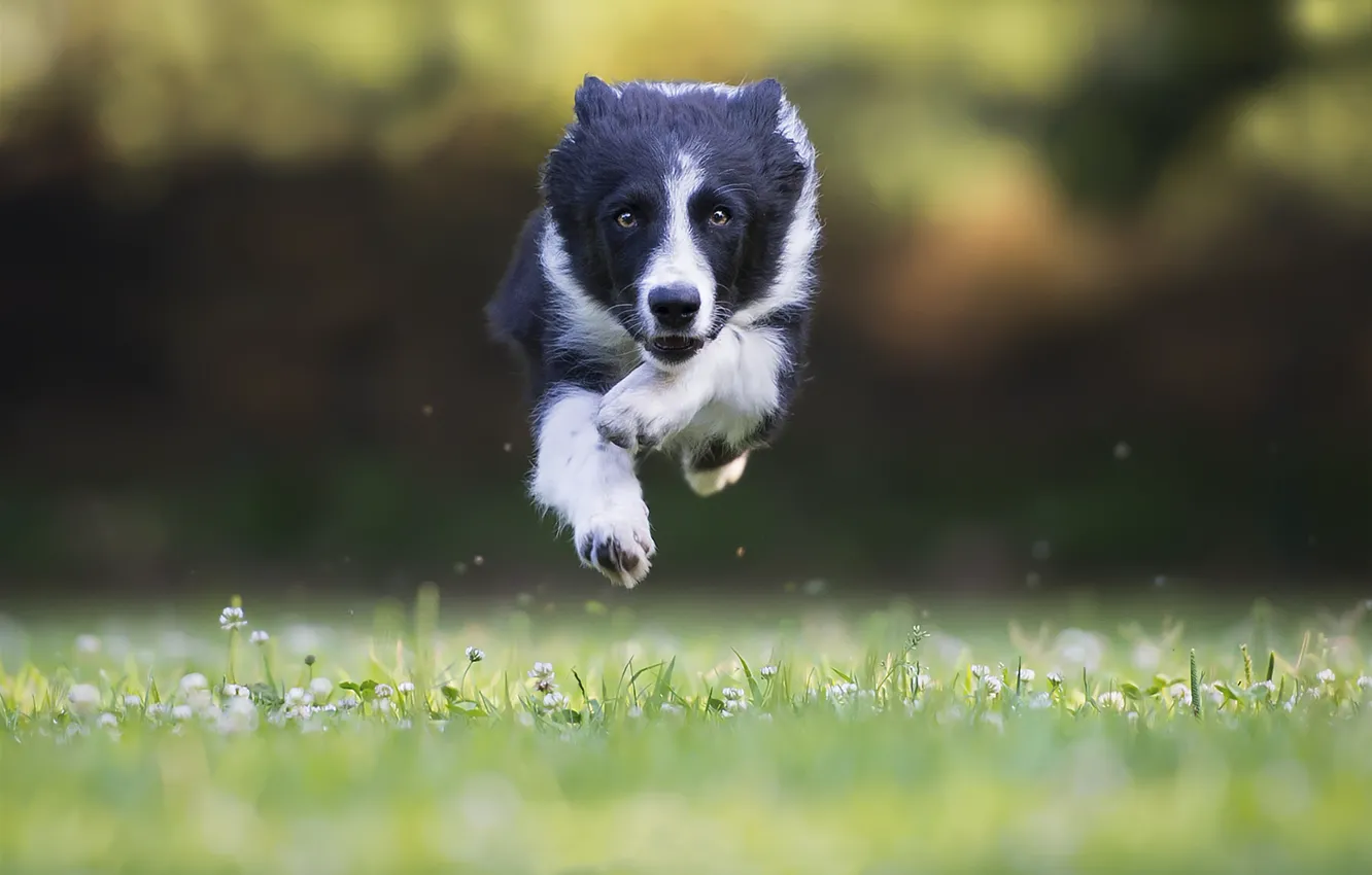 Photo wallpaper face, jump, dog, running, dog, breed, Border Collie