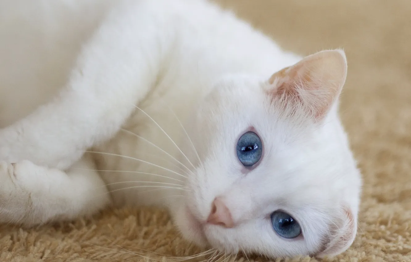 Photo wallpaper cat, lies, looks, cat, looking, lying