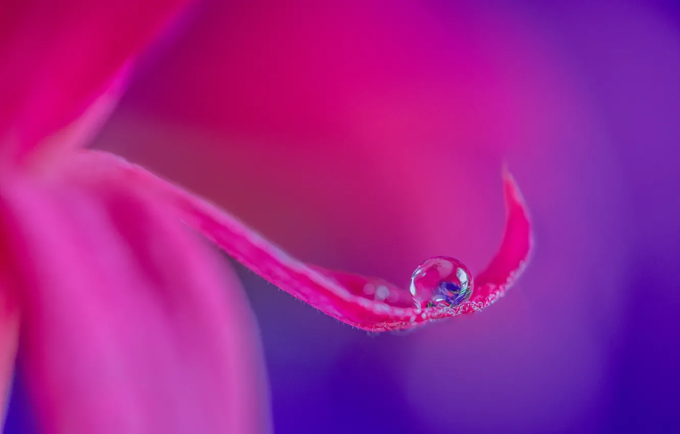 Photo wallpaper flower, pink, drop, petals