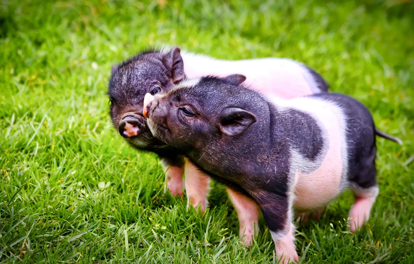 Photo wallpaper grass, a couple, pigs, pigs, two pigs