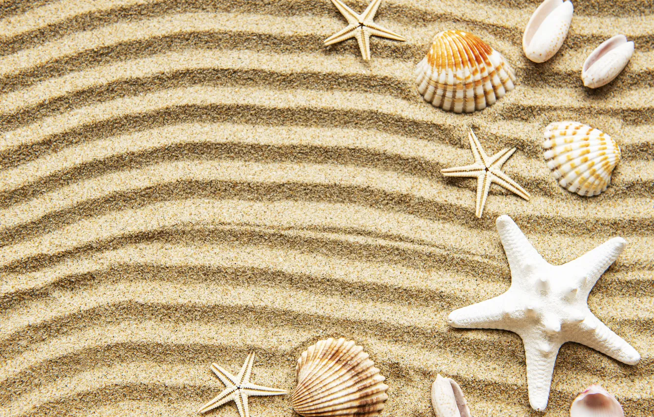 Photo wallpaper sand, beach, background, shell, beach, texture, background, marine