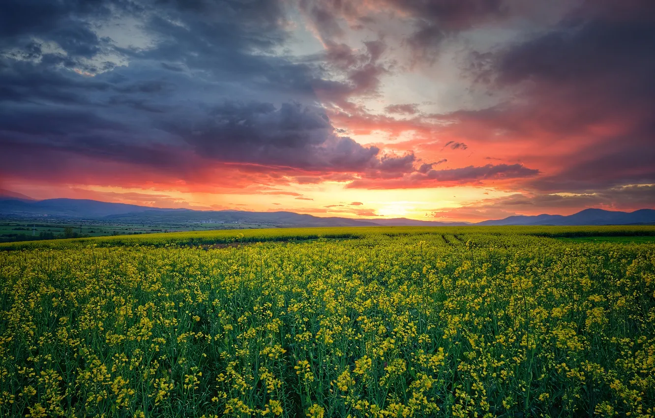 Photo wallpaper field, clouds, flowers, horizon, space, beautiful landscape, the beauty of nature, Gerchev Nikolay