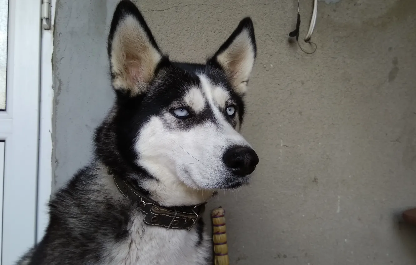 Photo wallpaper dog, Alice, blue eyes, husky
