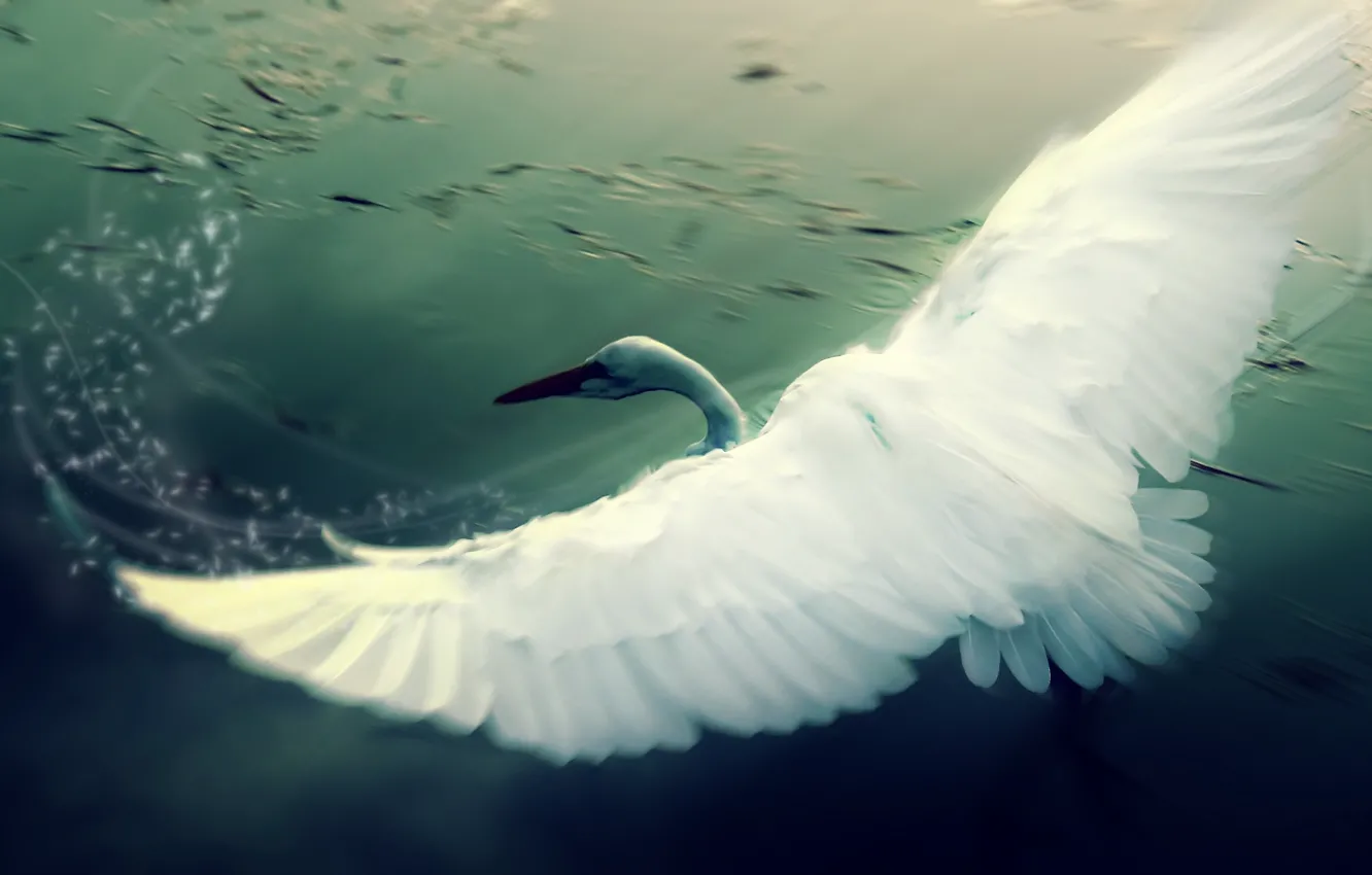 Photo wallpaper figure, wings, Swan