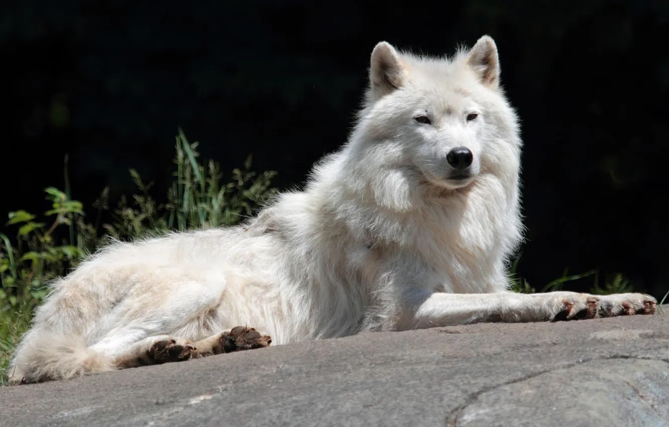 Photo wallpaper nature, face, animal, wolf, wildlife, head, fur, mammal