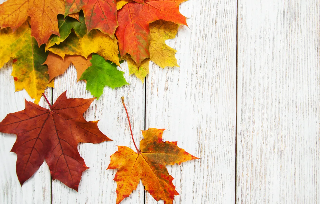 Photo wallpaper autumn, leaves, background, colorful, rainbow, maple, wood, autumn